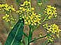 Chinese Woad Organic seeds