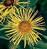 Elecampane, Official Seeds