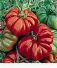 Costoluto GENOVESE, Tomato.