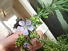 Flax Seeds (Blue)
