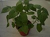Goldenberry Peruvian seed, Organic