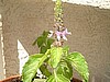 Tulsi Rama Seeds, Organic Holy basil