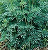 Rue Seeds