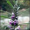 Siberian Motherwort.
