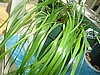 Sweetgrass, Organic