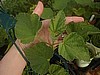 Rhubarb, Turkey