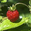 Wild Strawberry Seeds, Organic.