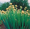 NEW! Organic Welsh Onion.