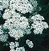 Yarrow Seeds