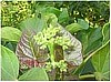 NEW!
Jatropha Seeds, Produces Biodesiel.
