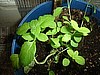 Basil, African Organic .