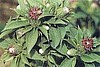 Bia Zhu Organic seeds