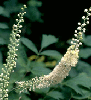 Black Cohosh, Organic