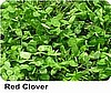 Organic Red Clover, Crop Cover *1gram.