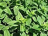 NEW! Wild Oregano, Organic.