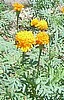 Mexican marigold, Organic weed killer.