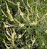 NEW! Melilot, Organic Sweet Clover.