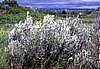 Silver Sagebrush Organic seeds