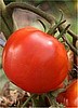 NEW! Thessaloniki
Tomato