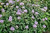 Wild Bergamot, organic.