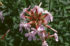 Soapwort 