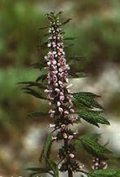 Medical Herb "Mini Apothecary"  Flower Garden