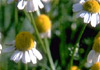 Chamomile, German (Matricaria chamomilla)