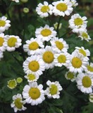 Feverfew (Tanacetum parthenium)