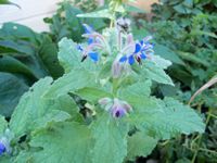 Borage (Borago officinalis)