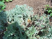 Artemisia Absinthium, Wormwood,  