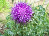 Milk Thistle