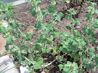 Horehound -Marrubium vulgare.