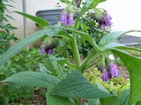 Comfrey Symphytum officinale 