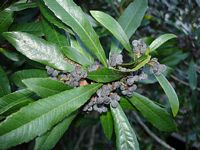 BayBerry (Myrica cerifera)