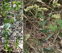 Bupleurum (Bupleurum falcantum)