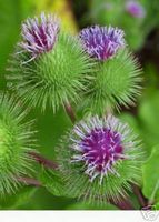 Burdock, Gobo 