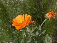 Calendula, Erfurter Orange.