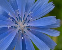 Chicory, Wild, Untreated.