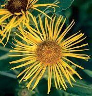 Elecampane, Official