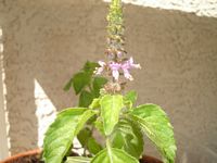 Tulsi Rama, Holy Basil - Ocimum sanctum