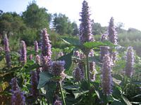 Hyssop, Anise.