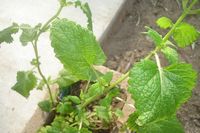 Lemon Balm 