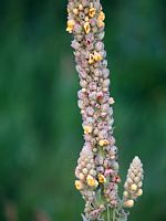 Mullein, Silk.