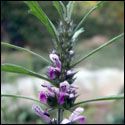 Motherwort, Siberian 