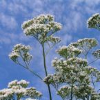 Valerian, Official, Biodynamic uses.