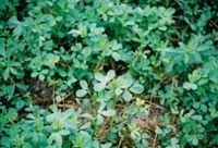 Alfalfa, Cover Crop.