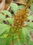 Amaranth, Golden Giant.