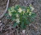 Astragalus (Astragalus membranaceous)