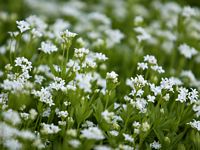 Our Lady's Bedstraw.