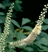 Black Cohosh  (Actaea racemosa)